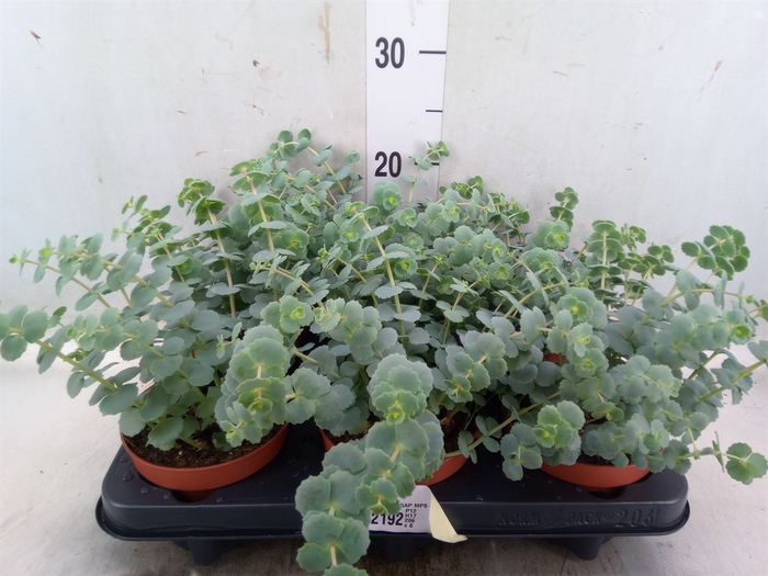 <h4>Sedum sieboldii</h4>