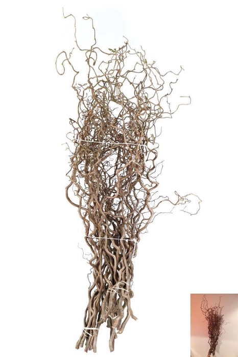 <h4>CORYL AV CONTORTA 180 CM = 18 =</h4>