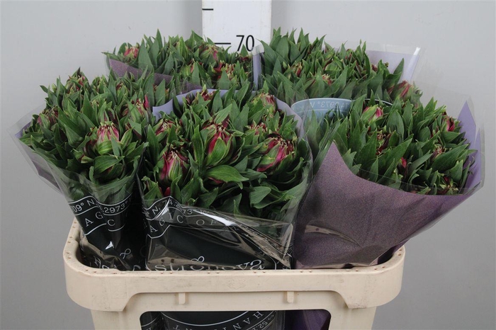 Alstr Astronova Libra