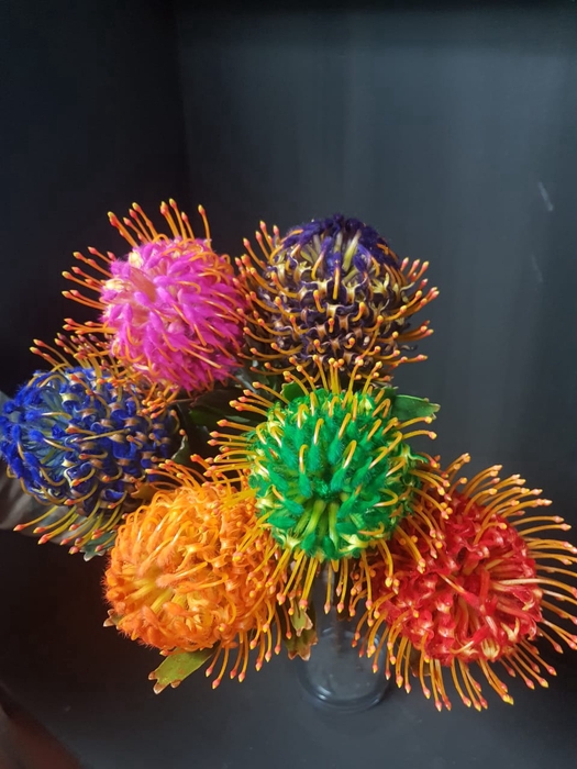 <h4>Leucospermum Jelena Tint</h4>