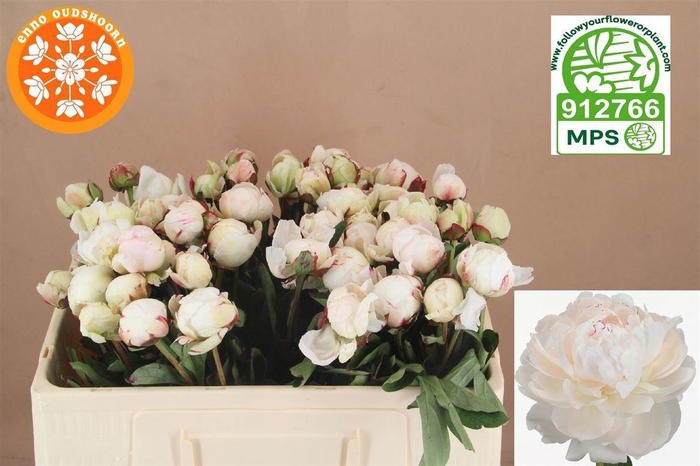 <h4>PAEO L ODILE</h4>