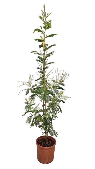 <h4>Acacia Mimosa Daelbata</h4>