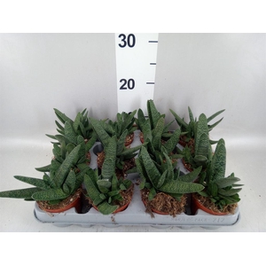 Gasteria carinata var. verrucosa