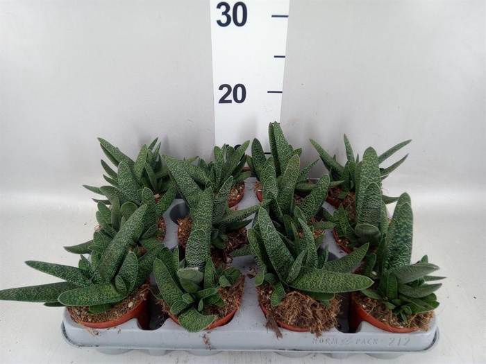 <h4>Gasteria carinata var. verrucosa</h4>
