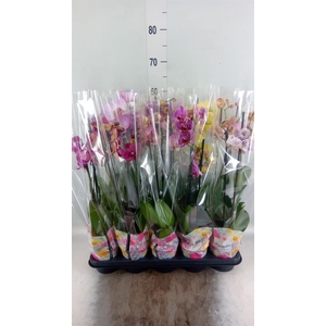 Phalaenopsis   ...