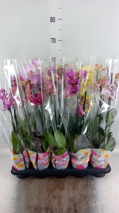 <h4>Phalaenopsis   ...</h4>