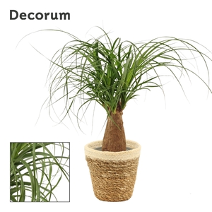 Beaucarnea recht 12 cm in Yves mand (Deco-collection)