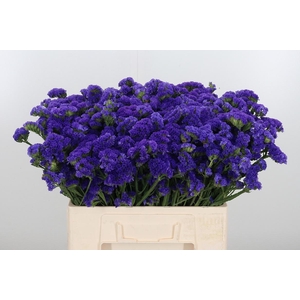 Limonium Crystal Dark Blue