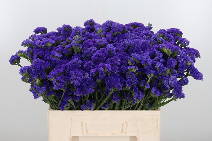 <h4>Limonium Crystal Dark Blue</h4>