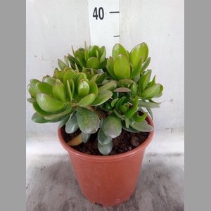 Crassula ovata