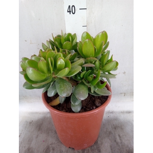 Crassula ovata
