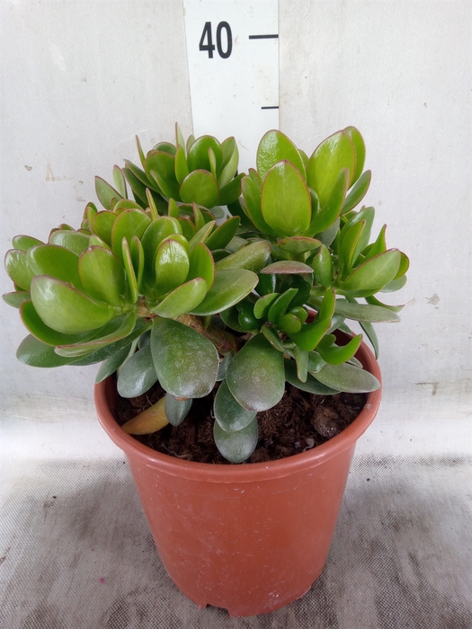 <h4>Crassula ovata</h4>