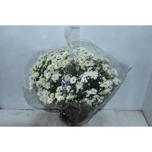 CRISANTEMO BOLA BELGA C21 BRANCO