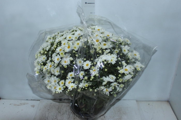 <h4>CRISANTEMO BOLA BELGA C21 BRANCO</h4>