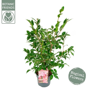 Camellia japonica