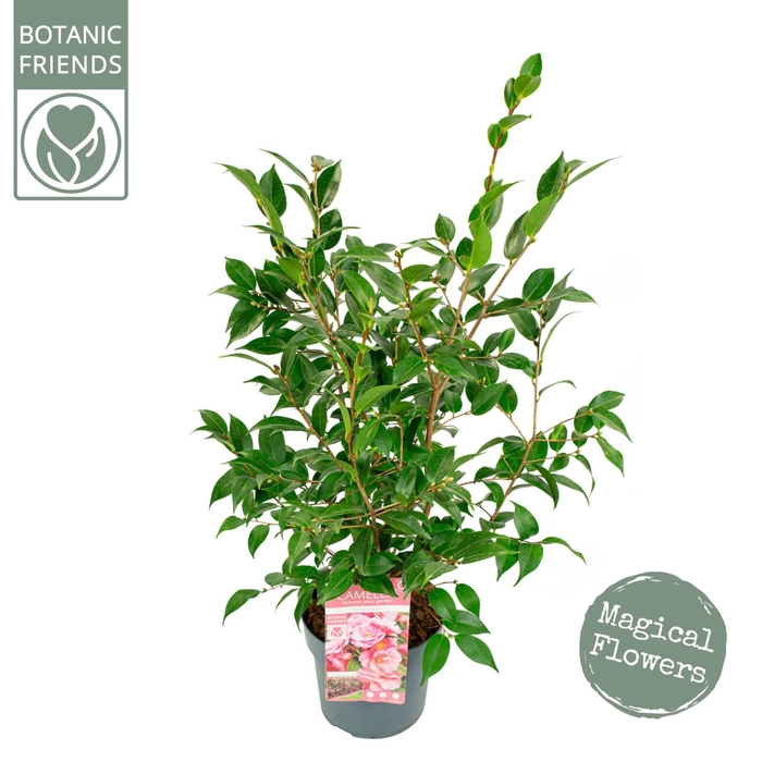 <h4>Camellia japonica</h4>