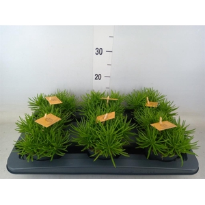 Senecio archeri 'Himalaya'