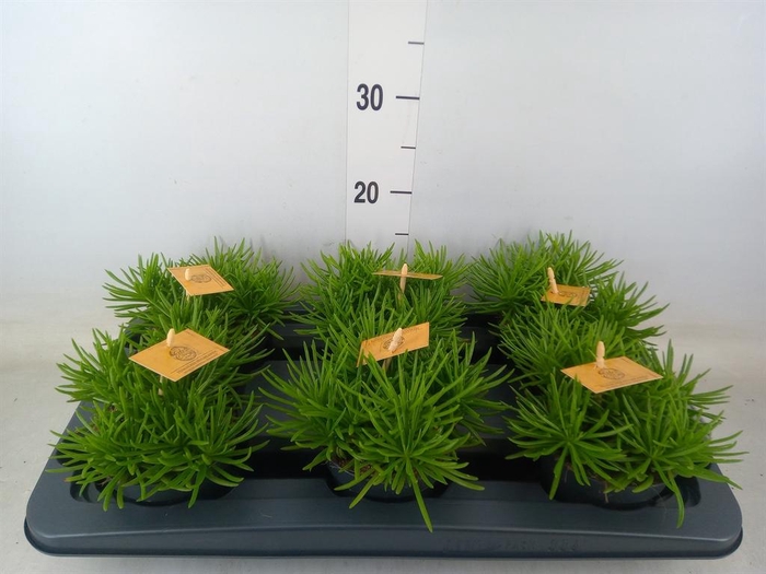 <h4>Senecio archeri 'Himalaya'</h4>