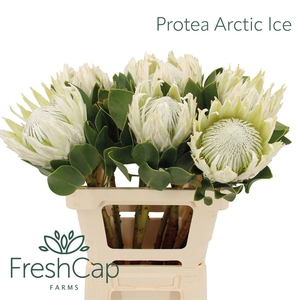 PROTEA CY AYOBA A IC