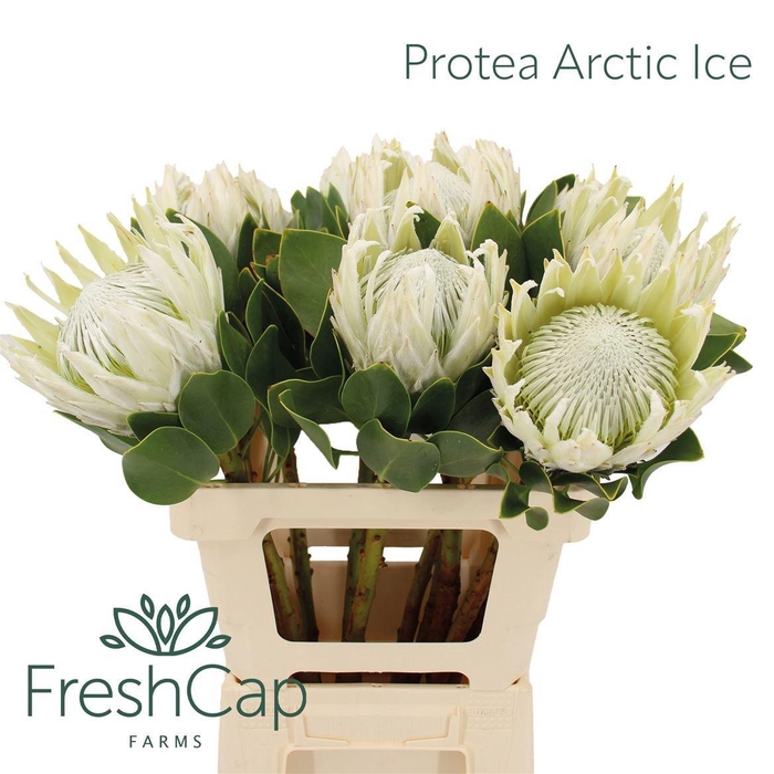 <h4>PROTEA CY AYOBA A IC</h4>