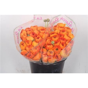 Ran.. Su Lambada Extra