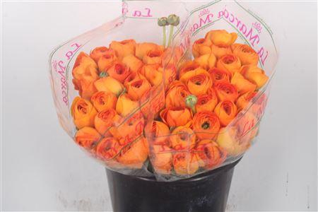 Ran.. Su Lambada Extra