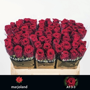 Rosa large red naomi!