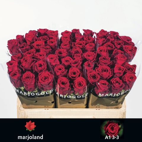 <h4>Rosa large red naomi!</h4>