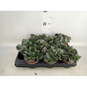 Adromischus cooperii