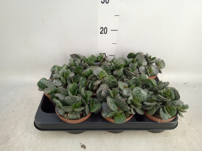 <h4>Adromischus cooperii</h4>