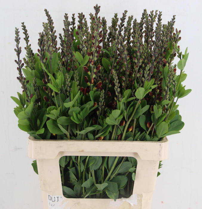 <h4>BAPTISIA AUSTRALIS</h4>