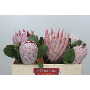 Protea Cynaroides