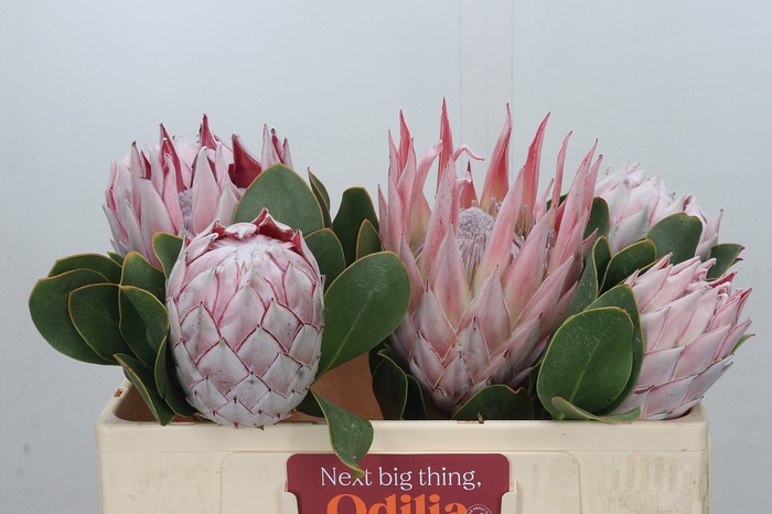 Protea Cynaroides