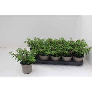 CUPH HYSSOPIFOLIA