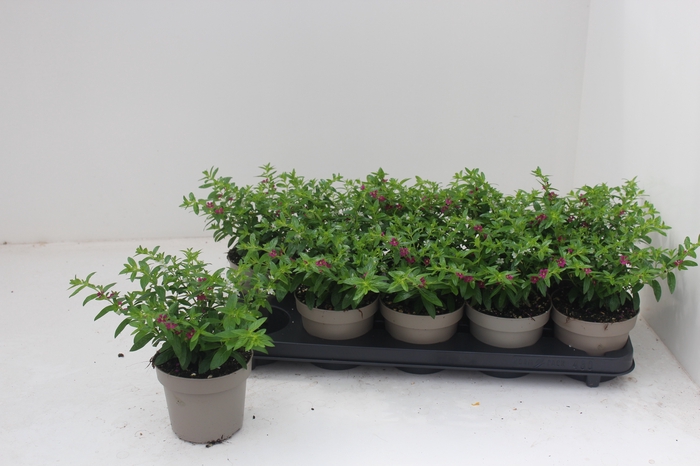 <h4>CUPH HYSSOPIFOLIA</h4>
