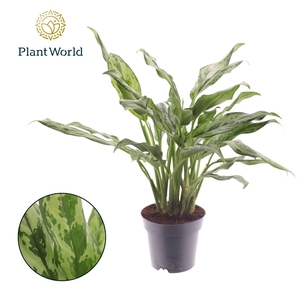 Aglaonema overig
