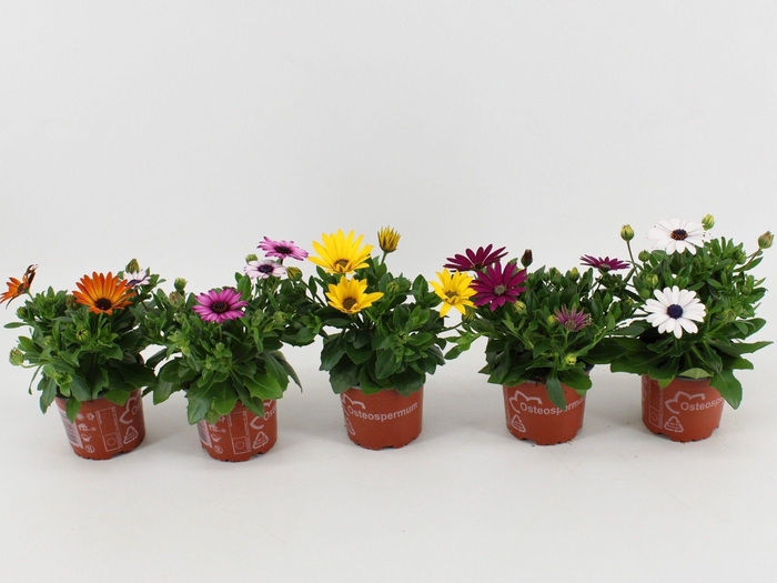 <h4>Osteospermum Sunny mix</h4>