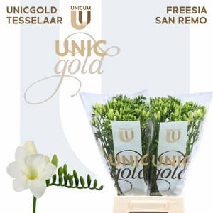 Freesia enk San Remo