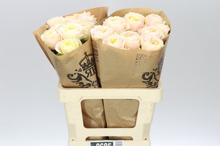 <h4>Rosa Gr Gar Priscilla!</h4>