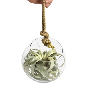 tillandsia glas bol xl touw