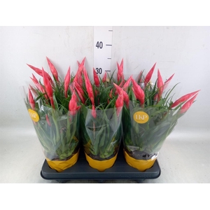 Vriesea  'Astrid'