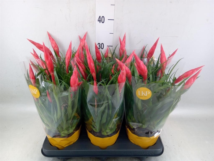 <h4>Vriesea  'Astrid'</h4>