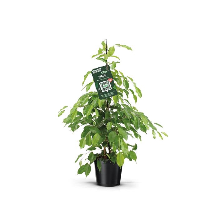 <h4>Ficus benjamina exotica</h4>