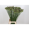 Allium Sphaerocephalon