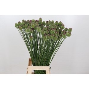Allium Sphaerocephalon