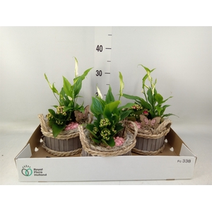 Arr.   Planten L%