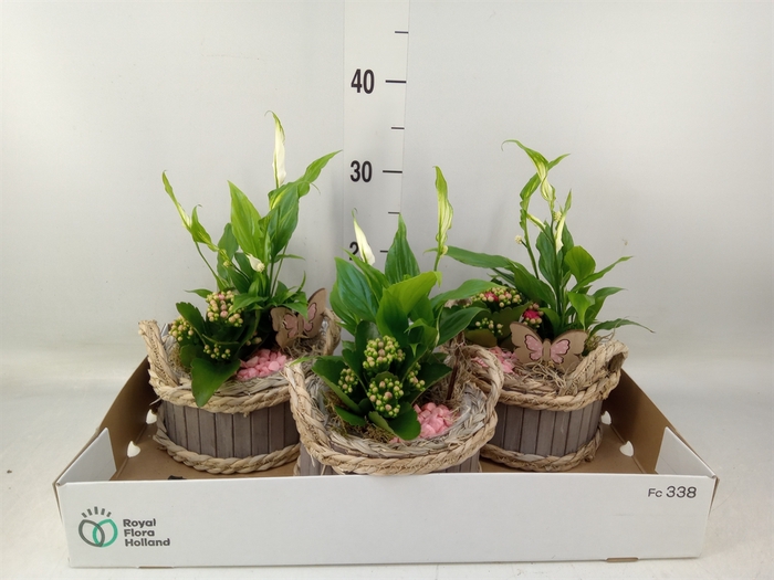 <h4>Arr.   Planten L%</h4>