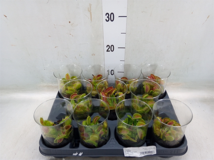 <h4>Dionaea muscipula</h4>