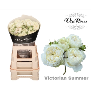 R Tr Victorian Summer