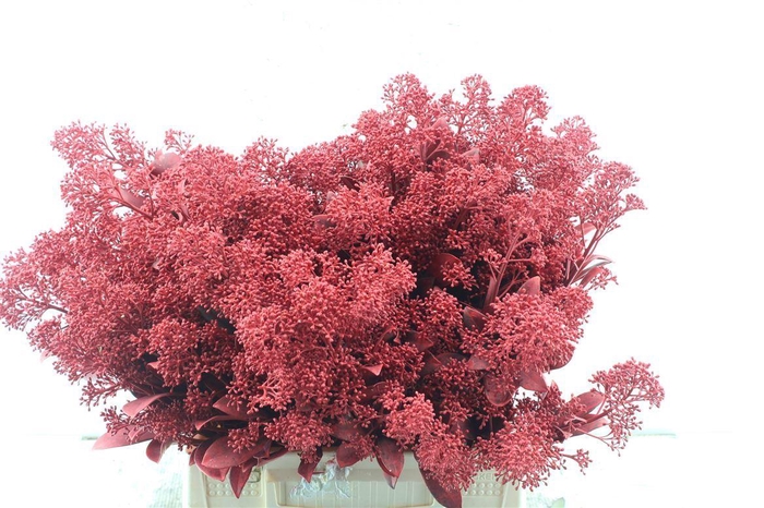 <h4>Skim Ov Bs Klb Rood</h4>